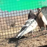 کفتر جوان بی عیب  ۰۰|پرنده|شیراز, پودنک|دیوار