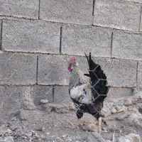 خروس محلی|حیوانات مزرعه|کوه چنار, |دیوار