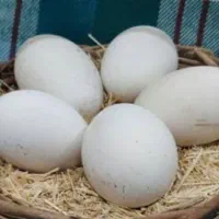 تخم غاز نطفه دار