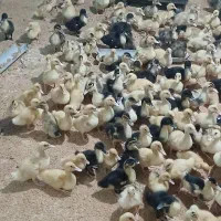 فروش جوجه اردک محلی اماده فضا باز|حیوانات مزرعه|شیرگاه, |دیوار