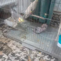 طوطی عروس هلندی