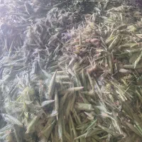 پوست بلال|لوازم جانبی حیوانات|همدان, |دیوار