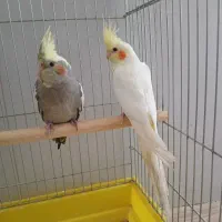 یک جفت عروس هلندی تازه سر