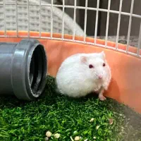 همستر به تعداد