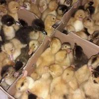 جوجه اردک یک روزه پکنی( ورامینی) اصلاح نژاد شده|حیوانات مزرعه|ساری, |دیوار