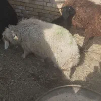 بره نره|حیوانات مزرعه|کارون, |دیوار