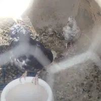 کبوتر کفتر|پرنده|پاکدشت, پاکدشت (مامازند)|دیوار