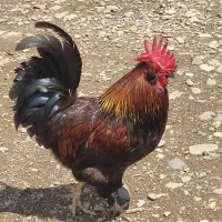 خروس