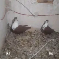 کربات سرخ