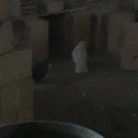 دو جفت کبوتر درشت و کشیده هوایی|پرنده|الیگودرز, |دیوار