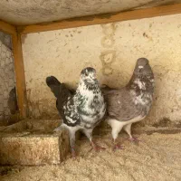 کبوتر|پرنده|رشت, پیله داربن|دیوار