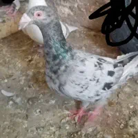 کفتر
