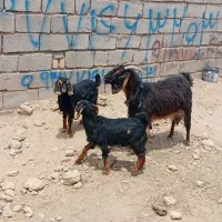 گوسفند