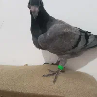 مجسمه کبوتر