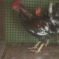 خروس گلین زیباوخشکل|حیوانات مزرعه|قم, صادقی|دیوار