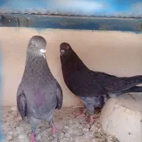 یک جفت کبوتر سیاه زاغ، ذات دار و پرشی