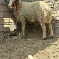حروف جنی|حیوانات مزرعه|اهواز, ۲۰۰دستگاه|دیوار