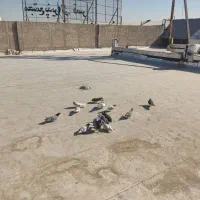 کفتر خوب پرشی ب ضمانت|پرنده|سلفچگان, |دیوار