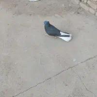 دم سفید ماده|پرنده|دزفول, |دیوار