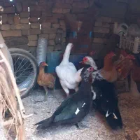 موتور سیکلت مرغ لاری اصل ۲عدد|پرنده|انبارآلوم, |دیوار