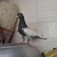 کله سرکه ای کاکلی