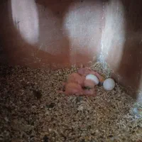 کوتوله|پرنده|یزد, |دیوار