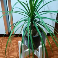 گل و گیاه طبیعی زیبا و سرحال|گل و گیاه طبیعی|زابل, |دیوار