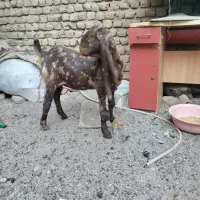 مری پاکستانی اصل|حیوانات مزرعه|رضویه, |دیوار