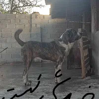 سگ درشت خراسانی 11ماهه|سگ|ساری, |دیوار