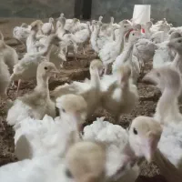 جوجه بوقلمون بیوتی|حیوانات مزرعه|مشگین شهر, |دیوار