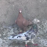سرور و پلاکی|پرنده|شیراز, نصر|دیوار