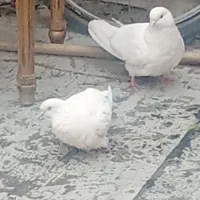 یه جفت کفتر سفید