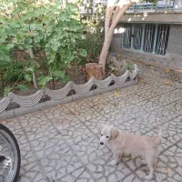 سگ پاکوتاه یکی گلدن نر و  داشهوند  نر  5 ماهه|سگ|سمنان, |دیوار