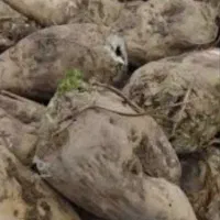 فروش چغندر قند|عمده‌فروشی|چهاربرج, |دیوار