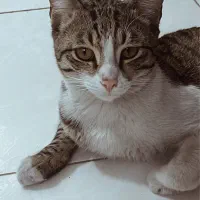 گربه گمشده|حیوانات|تهران, اختیاریه|دیوار