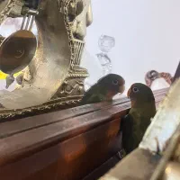 جوجه طوطی برزیلی رام