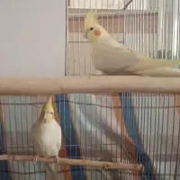 عروس هلندی|پرنده|تاکستان, |دیوار