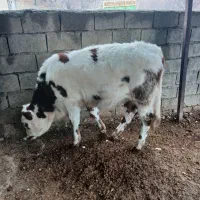 دوراس گوساله نر سمیتال