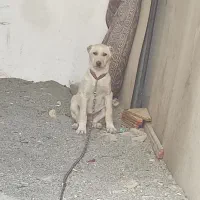 سگ دورگه سرابی