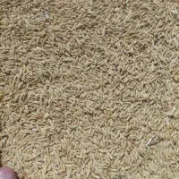 فروش گندم و جو دیم