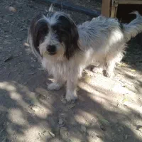 سگ پشمالو خارجی