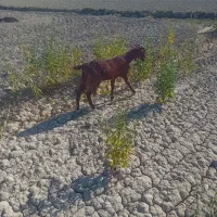 ۵عدد بز نر ۴عددبز ماده|حیوانات مزرعه|باوی, |دیوار