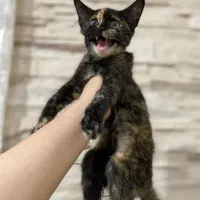 واگذاری پیشی کوچولو|گربه|رشت, سعدی (تختی)|دیوار