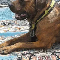 فروش سگ کین کورسو پیتبول معاوضه با موتور هم دارم|سگ|شیراز, گلشن|دیوار