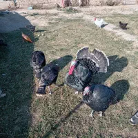 بوقلمون برنز|پرنده|دشتابی, |دیوار