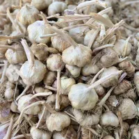سیر سفید فروش فقط نقدی|خوردنی و آشامیدنی|بهار, |دیوار
