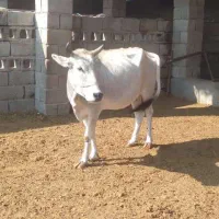 فروش گوساله نر و یک راس گاو ماده آبستن|حیوانات مزرعه|بندرعباس, |دیوار