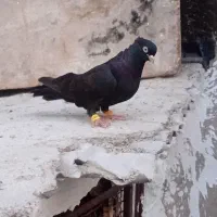 کبوترسیاه آبادانی