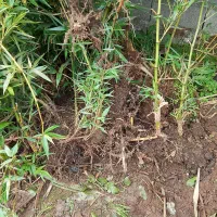 فروش ویژه نی بامبو با ریشه