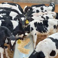 گوساله قطع شیر